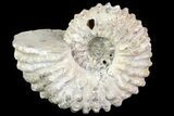 Bumpy Douvilleiceras Ammonite - Madagascar #79110-1